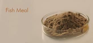 Fish Meal 01
