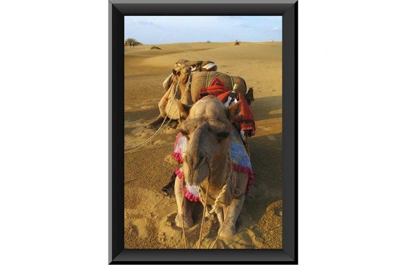 Camel in Desert PVC Wall Painting