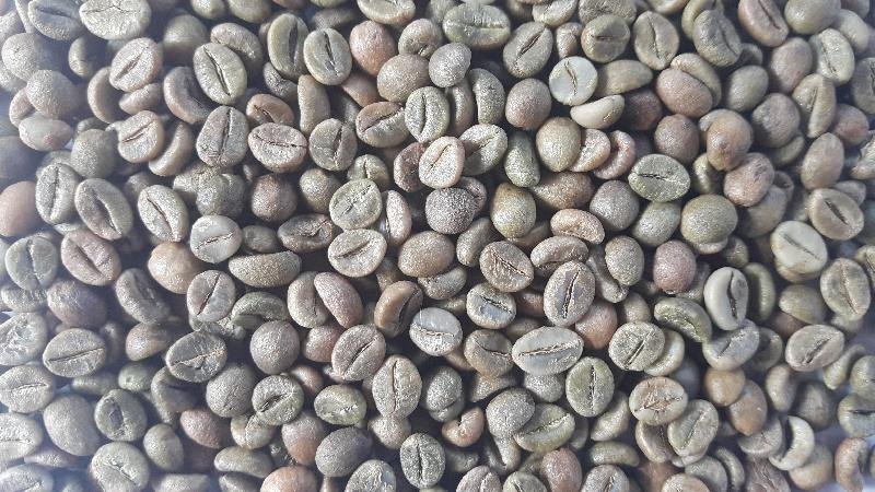 Arabica Green Coffee Beans 01