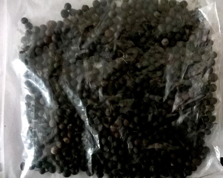 Indian Barberry Seeds 02