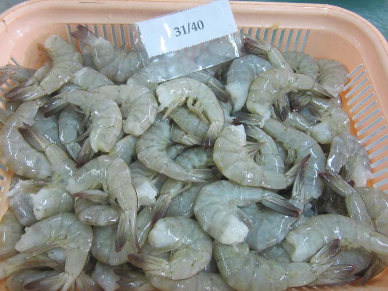 31/40 Frozen Vannamei Shrimps