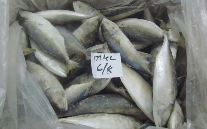 6/8 Frozen Indian Mackerel