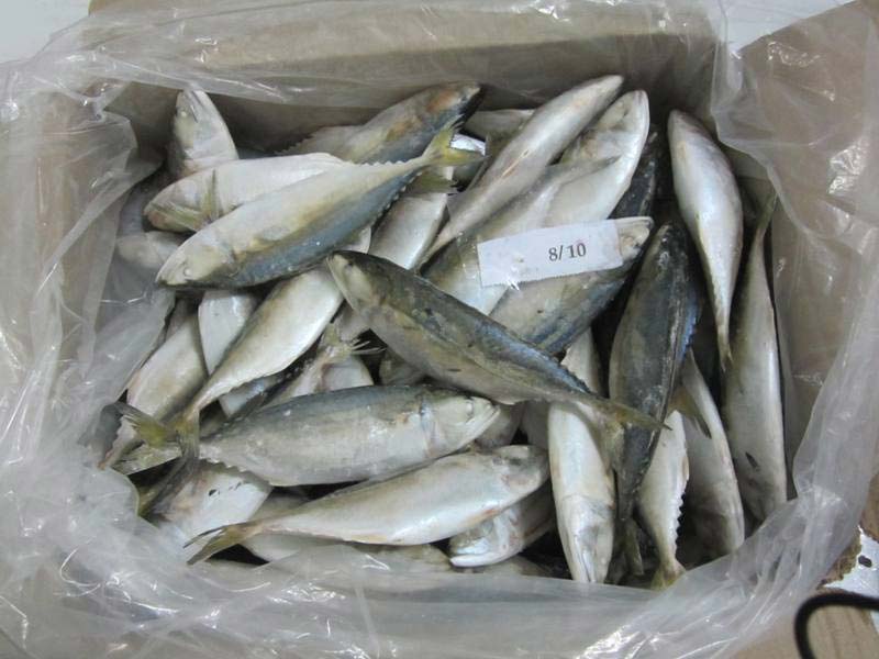 8/10 Frozen Indian Mackerel
