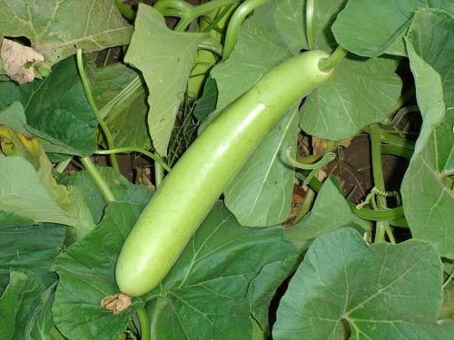 Fresh    Bottle Gourd