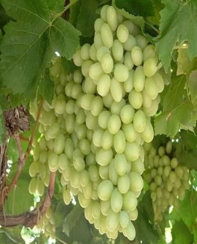 Fresh Green Grapes