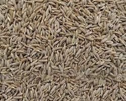 Cumin Seeds
