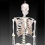 KK-001: Life-size skeleton 170cm tall