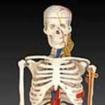 KK-004: Medium skeleton with nerves and blood vessels 85cm t