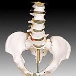 KK -014: Life-size pelvis with 5pcs lumbar vertebrae