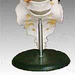 KK -019 Life-size lumbar vertebrae with sacrum & coccyx 