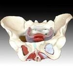 KK - 026: Female pelvic muscles and organs 