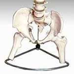 KK-027: Life-size vertebral column with pelvis and femur hea