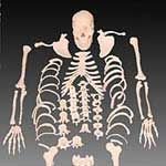 KK - 028: Disarticulated skeleton with skull