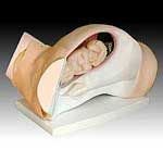 KK-067: Model of course of delivery