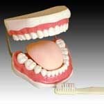 KK-068: The health care of mouth cavity (with tooth brush) 