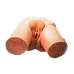 KK -076 Electronic urinary model