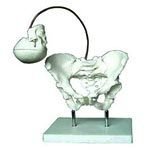 KK -113: Birth demonstration model