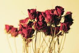 Dried Rose