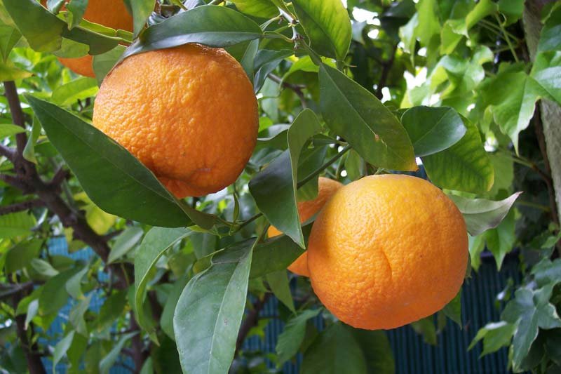 Citrus Aurantium