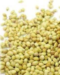 Coriander Seeds