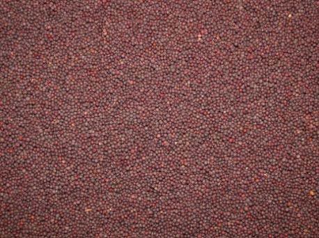 Mustard Seeds