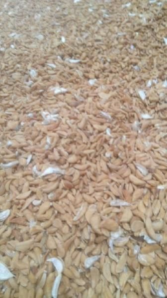 Dehydrated Garlic 06