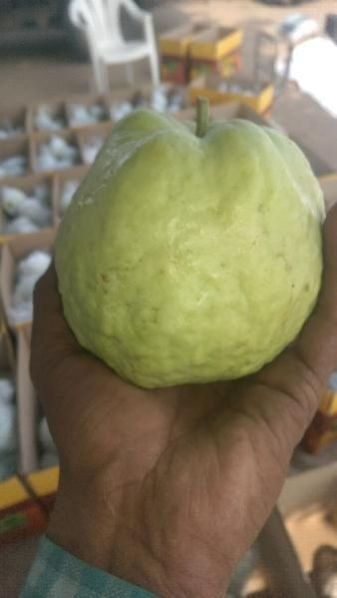 Fresh Guava 05