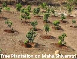 Defence Landscaping 04