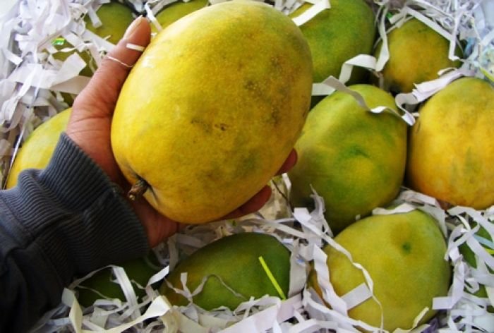 Rajapuri Mango 01
