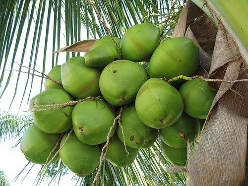 Fresh Coconut