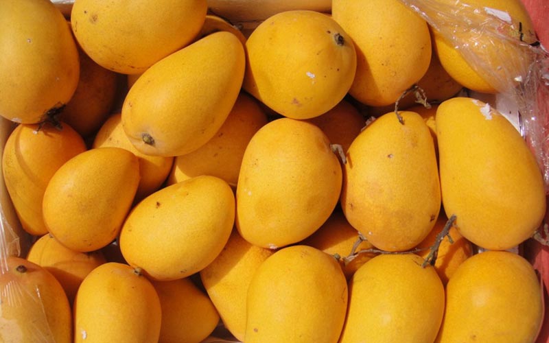 Fresh Mango