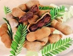 Tamarind Pods