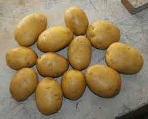 Fresh Badsha Potatoes