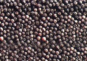 Black Pepper Seeds