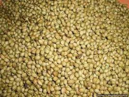 Coriander Seeds