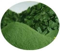 Spirulina Powder