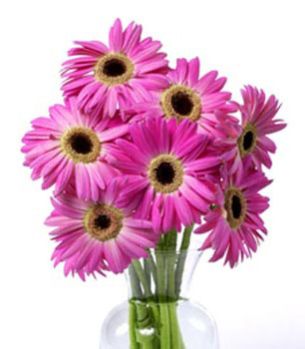 Fresh Gerbera