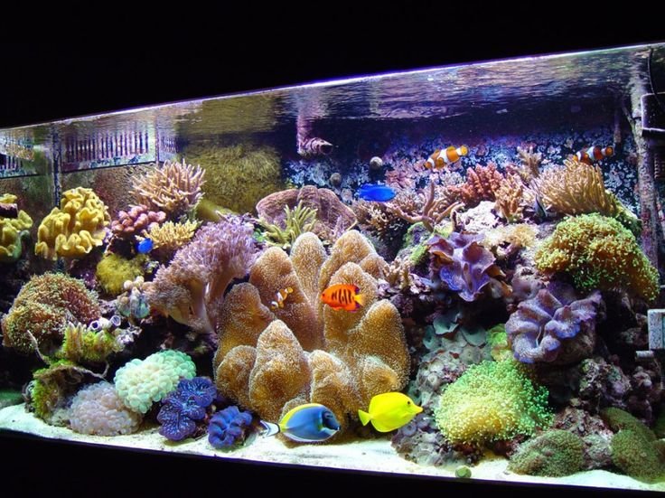 Marine Aquarium 01