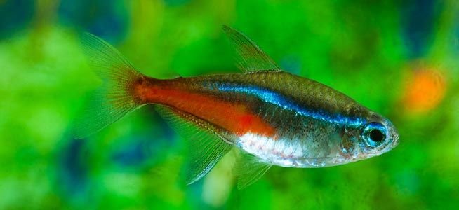 Neon Tetra Planted Fish