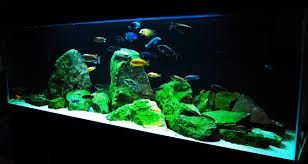 Planted Aquarium 01