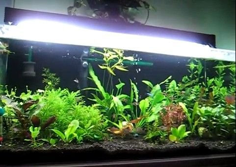 Planted Aquarium 02