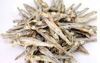 Anchovy