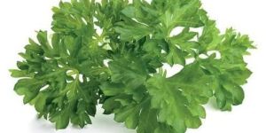 Parsley Leaves