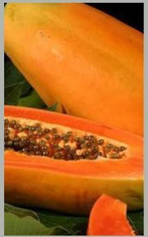 Papaya