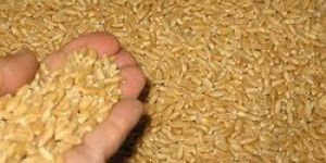 Wheat