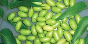 Neem Fruit