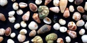 Decorative Garden Cheap Polishing Stone