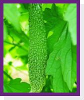 Bitter Gourd
