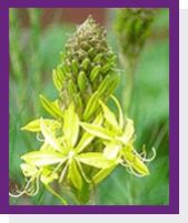 Chlorophytum Borivilianum