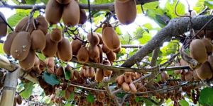 Kiwi Fruits